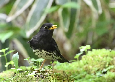 クロツグミ♂3209