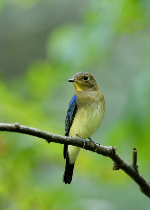 オオルリ♂若鳥1190