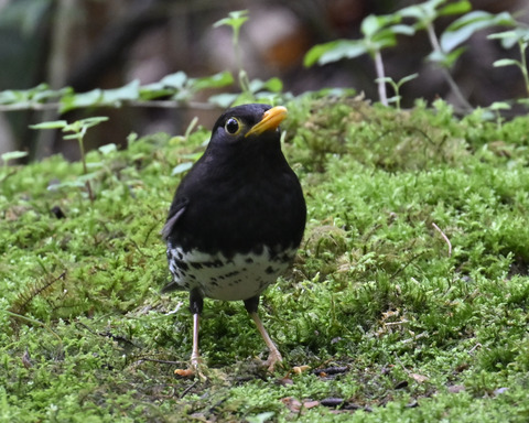 クロツグミ♂5780