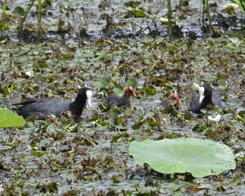 オオバンの親子6397