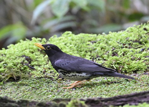 クロツグミ♂4177