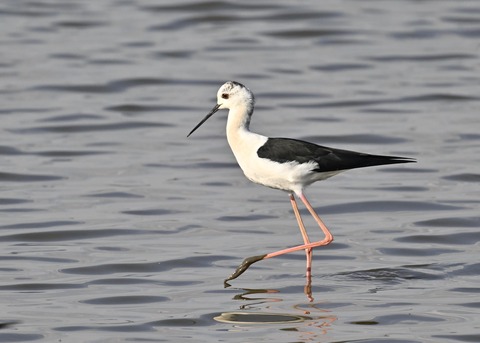 セイタカシギ3906