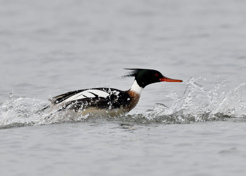 ウミアイサ♂7948