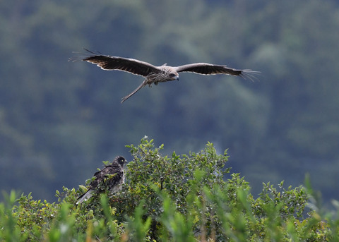 ズグロチュウヒ3293