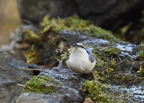 ゴジュウカラ9284