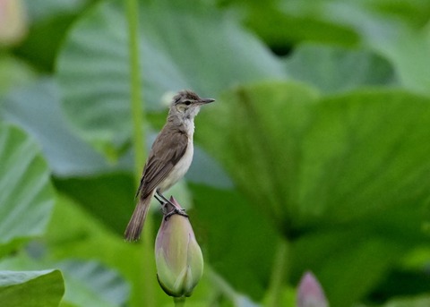 オオヨシキリ9146