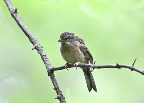 ホオジロ幼鳥3488