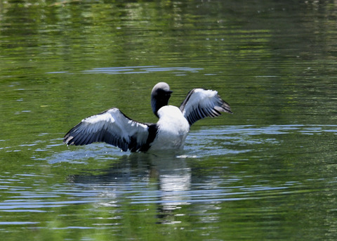 羽ばたく・シロエリオオハム9370