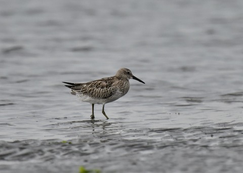 オバシギ幼鳥4586