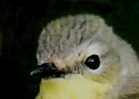 マミジロキビタキ♀6803