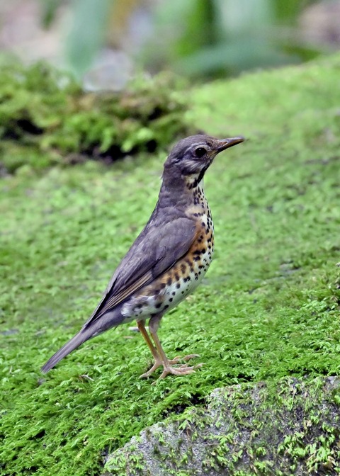 クロツグミ♀幼鳥4717