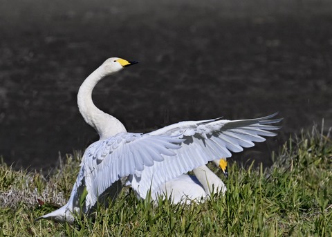 オオハクチョウ5298