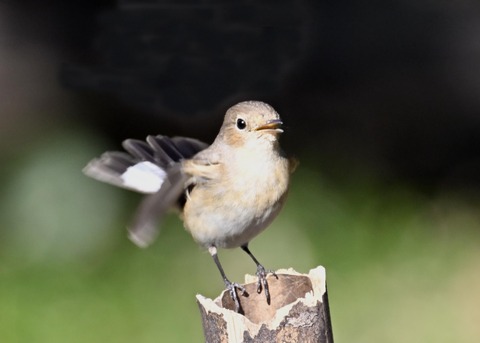 ニシオジロビタキ♀4782