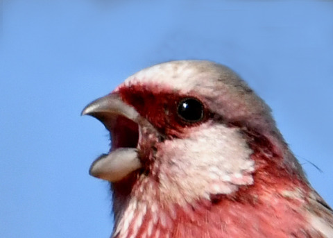 ベニマシコ♂2787-01