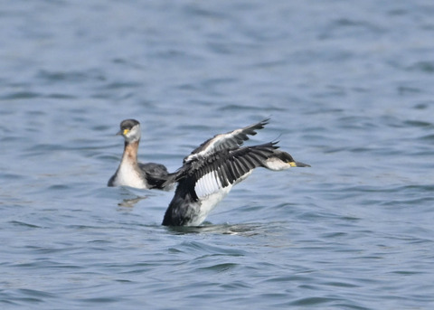 アカエリカイツブリ8007
