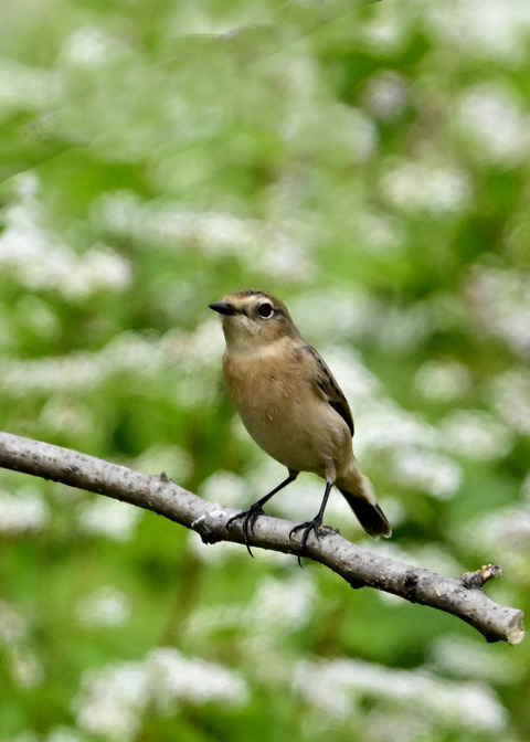 ノビタキ♀6265