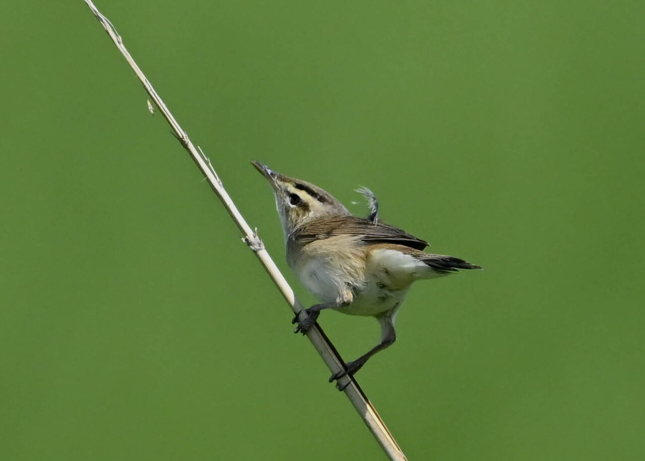 コヨシキリ 野口洪志の野鳥日記