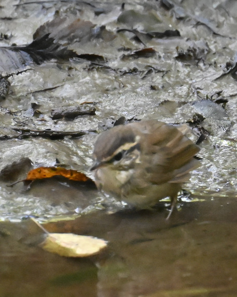 ヤブサメ幼鳥5910