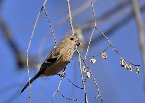 ベニマシコ♀5440