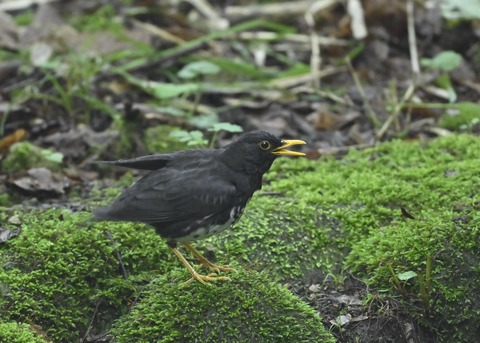 クロツグミ♂9466