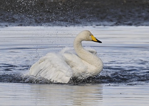 オオハクチョウ4065