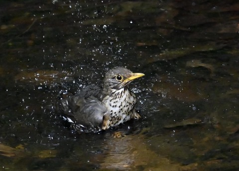 クロツグミ♀6238