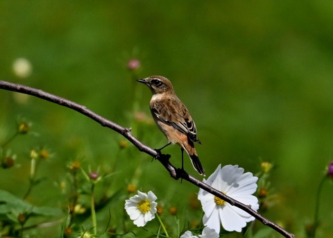 ノビタキ♀6294