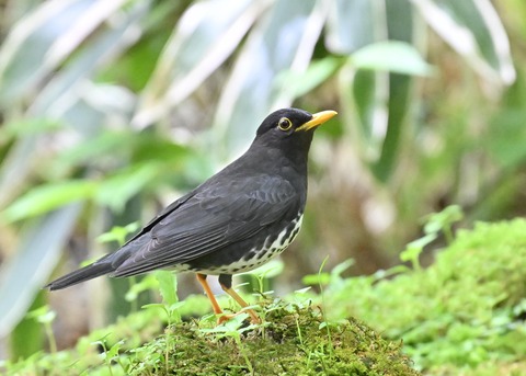 クロツグミ♂3298