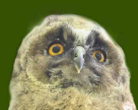 トラフズクの雛3000