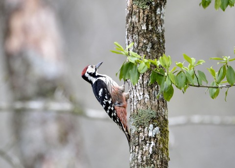オオアカゲラ♂1395