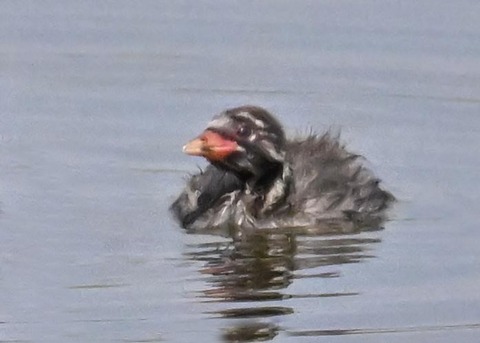 カイツブリのヒナ2392