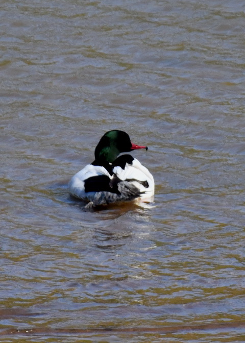 カワアイサ♂2423