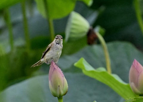 オオヨシキリ1609