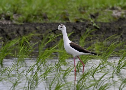 セイタカシギ9711