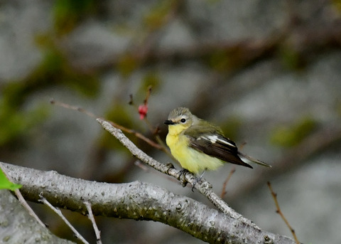 マミジロキビタキ♀6834