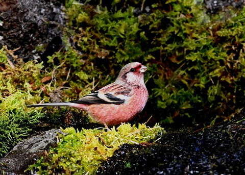 ベニマシコ♂3971
