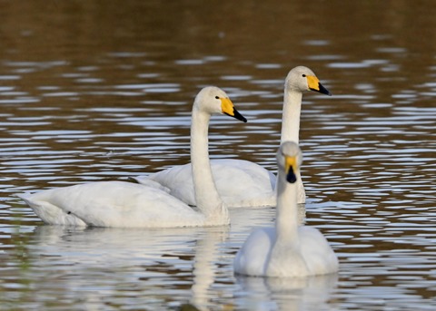 オオハクチョウ9931