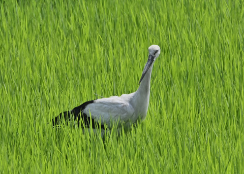 コウノトリ♂(ひかる)1084