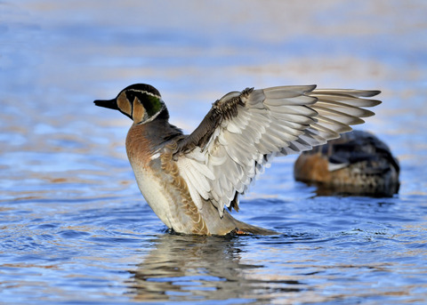 トモエガモ♂1974