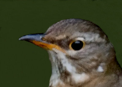 マミチャジナイ1S♀0316