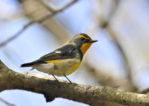 キビタキ♂第一回夏羽3371