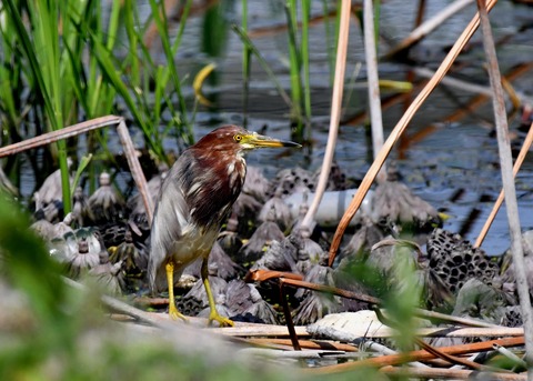 アカガシラサギ2978