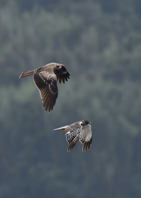 ズグロチュウヒ3162