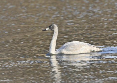 オオハクチョウ幼鳥9892