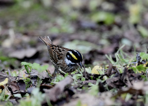 キマユホオジロ♂3599