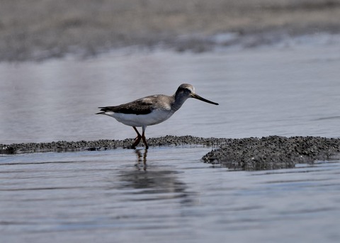 ソリハシシギ5577