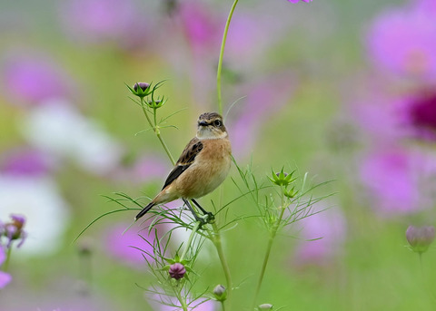 ノビタキ♀9630