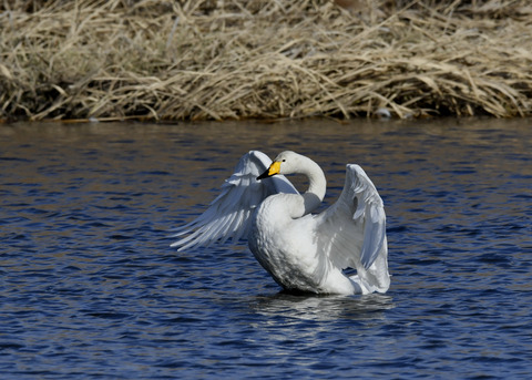オオハクチョウ8621