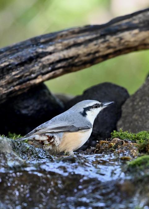 ゴジュウカラ2216