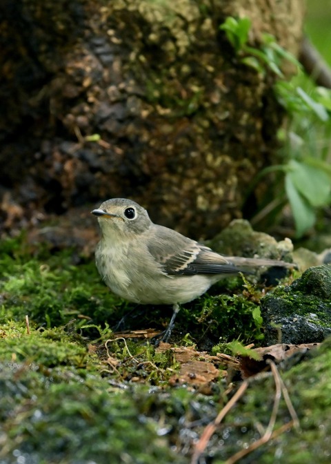 コサメビタキ1652